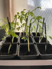 Tuteur pour plante — photo 3