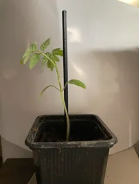 Tuteur pour plante — photo 1