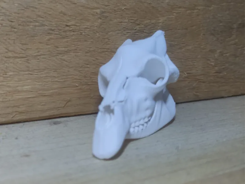 Giraffe Skull