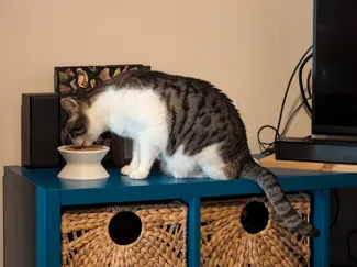 Raised cat food bowl, inclined center, smooth edge