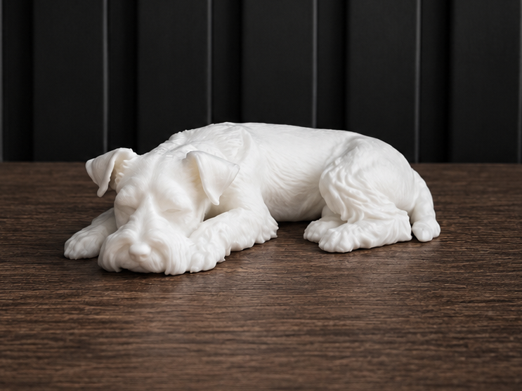 Sleeping Schnauzer - Animal - dog - Cute