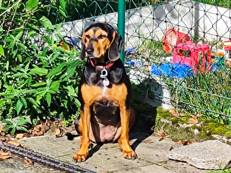 Roxy Hund 