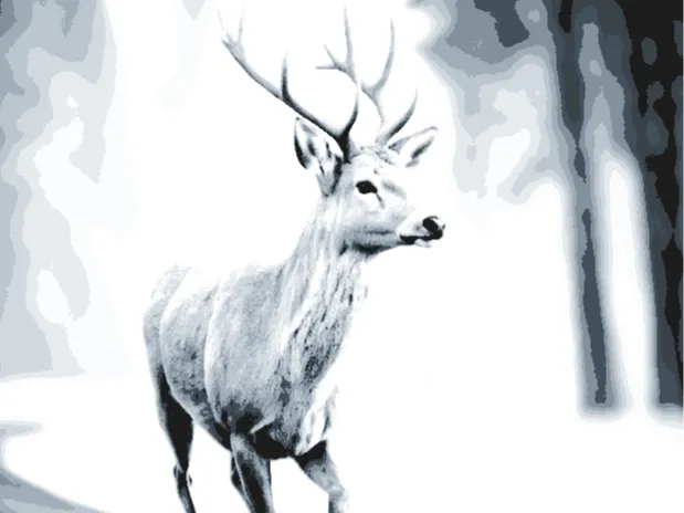 Junger Hirsch Mark sucht ein neues Zuhause-200x200