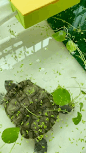 乌龟 周转箱 过滤盒 静音 壁挂滤盒 鱼缸 鱼 上滤盒