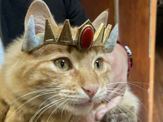 Crown Cat Helmet