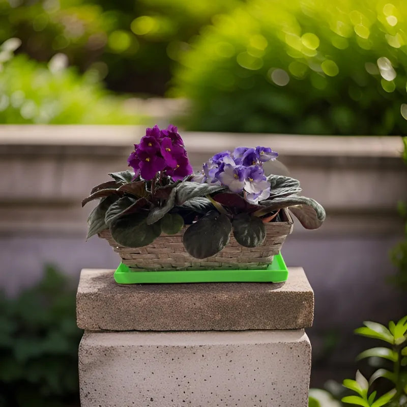 Plant Pot