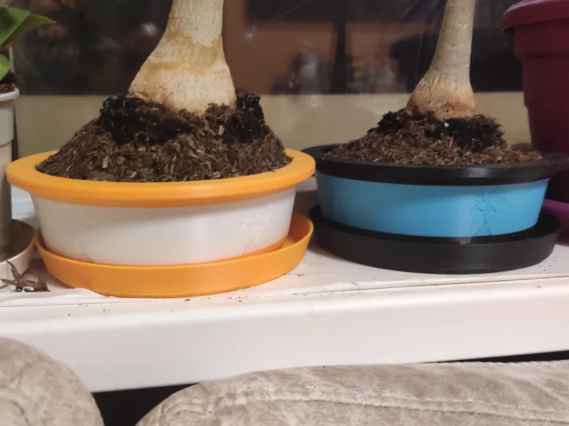 Plant pot with desert rose v2