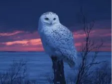 owl