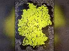 0.2mm layer, 2 walls, 8% infill