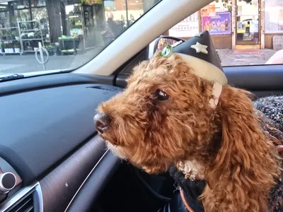 Dog Wizard Cap