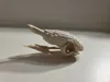 Armadillo Skull - Slightly oversized