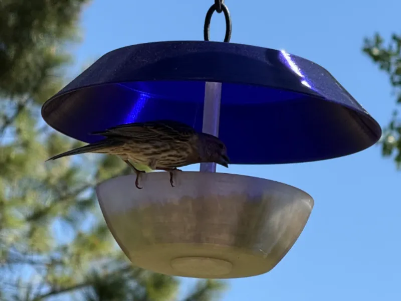 Hanging Bird Feeder