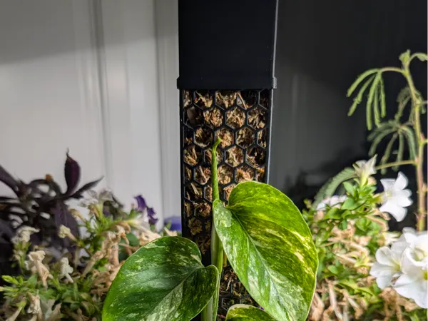 Tuteur en mousse modulaire pour plantes
