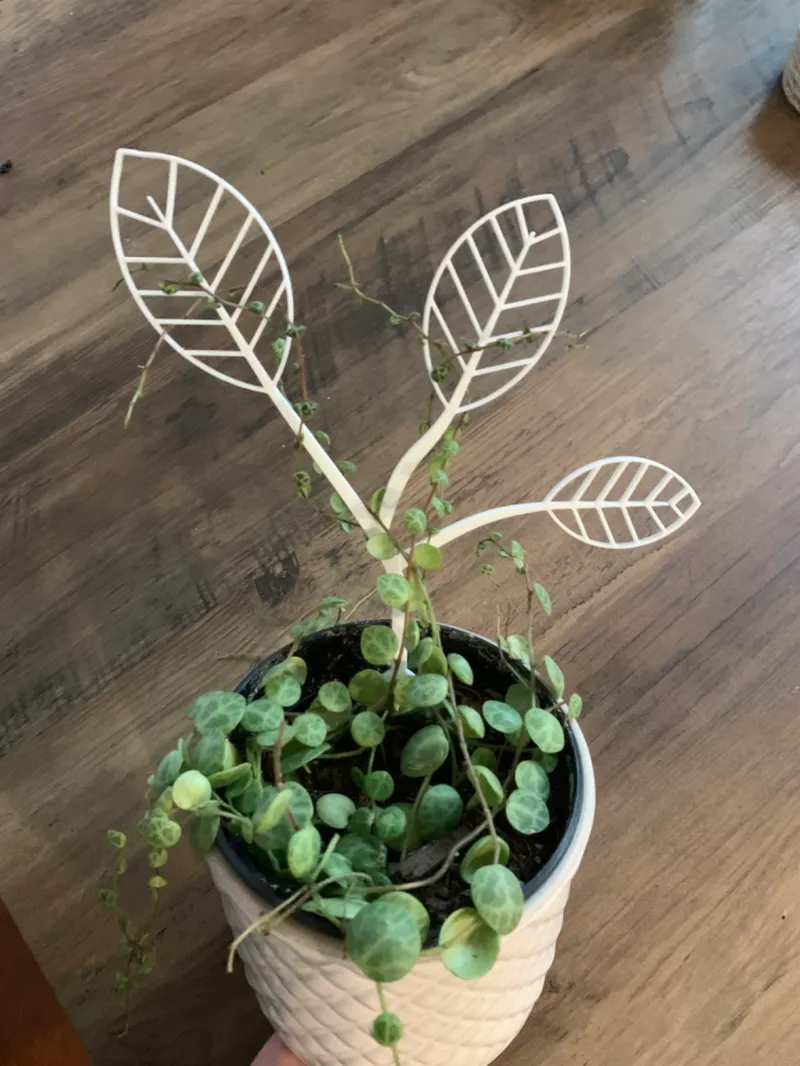 Leaf Plant Trellis