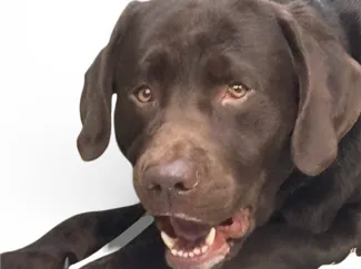 chocolate lab