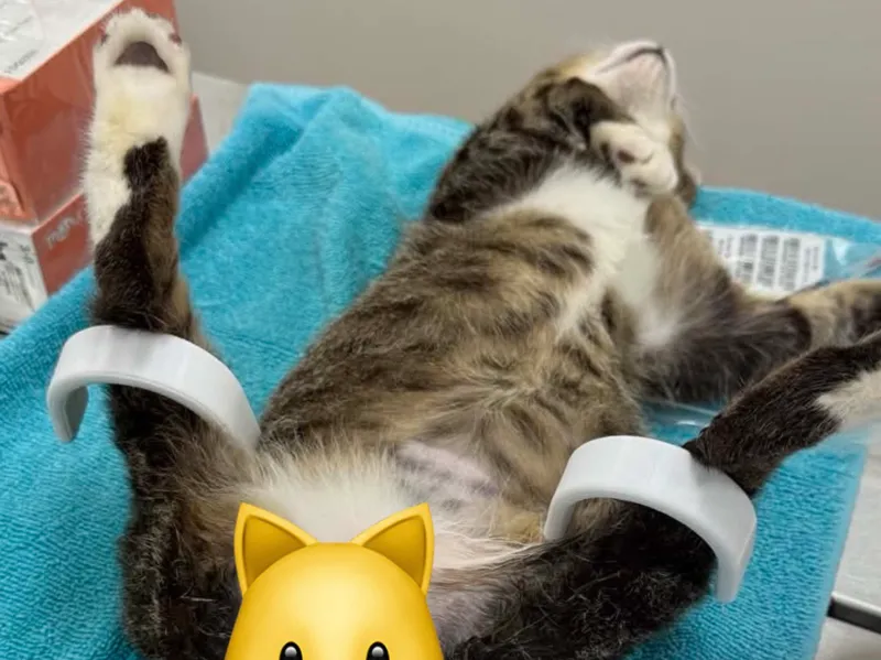 Feline Procedure Positioner 2.0 (Reg and Lrg size)