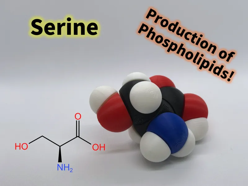 Serine molfidget with rotatable bonds
