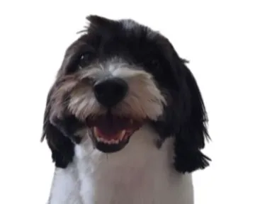 Cute puppy