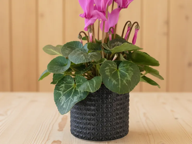 planter