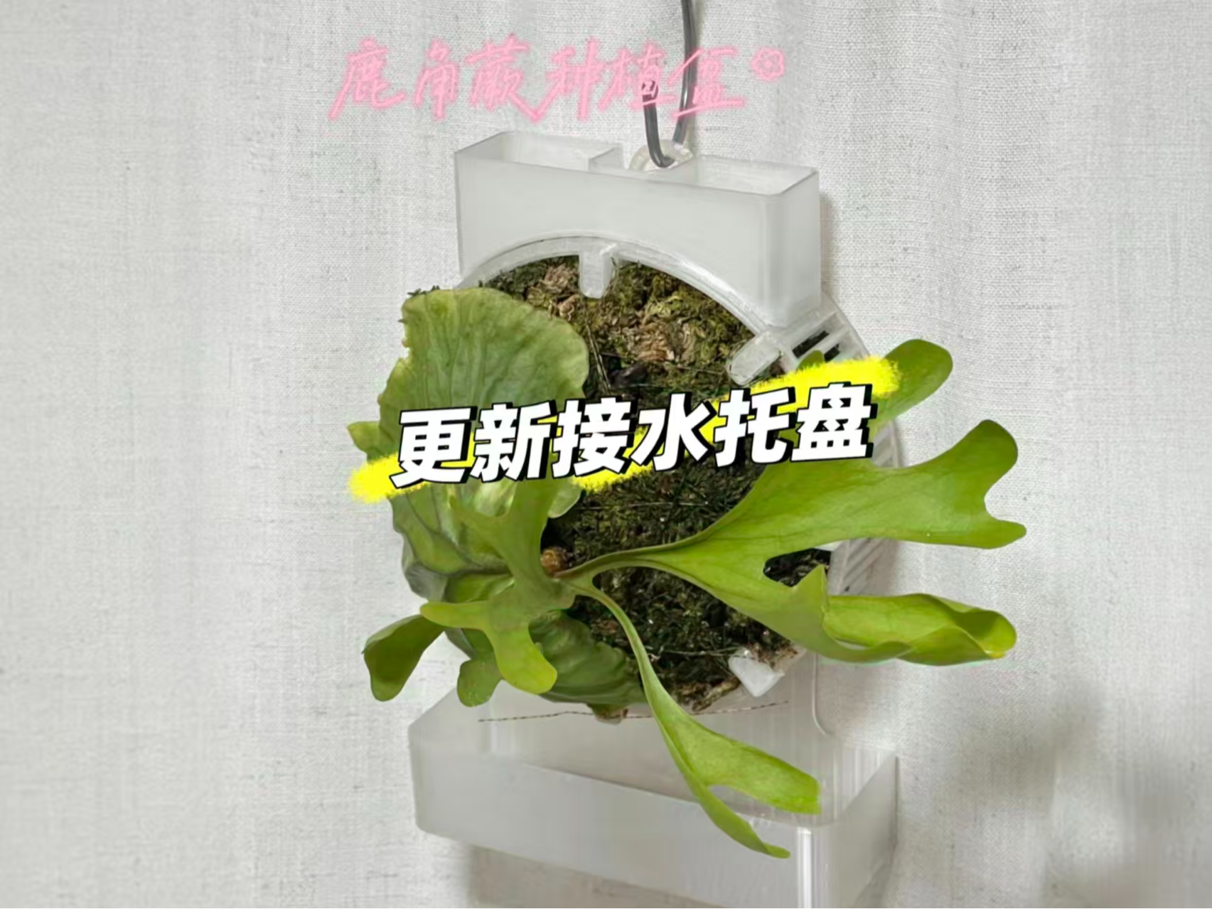 15cm鹿角蕨种植盆（带浇水/施肥神器）（更新接水托盘）