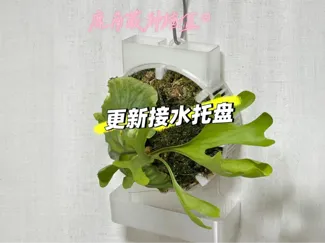 15cm鹿角蕨种植盆（带浇水/施肥神器）（更新接水托盘）