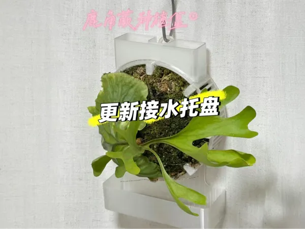 https://makerworld.bblmw.com/makerworld/model/USd2bd11a1a69d5/design/2025-11-28_1031eed045d9d8.jpg