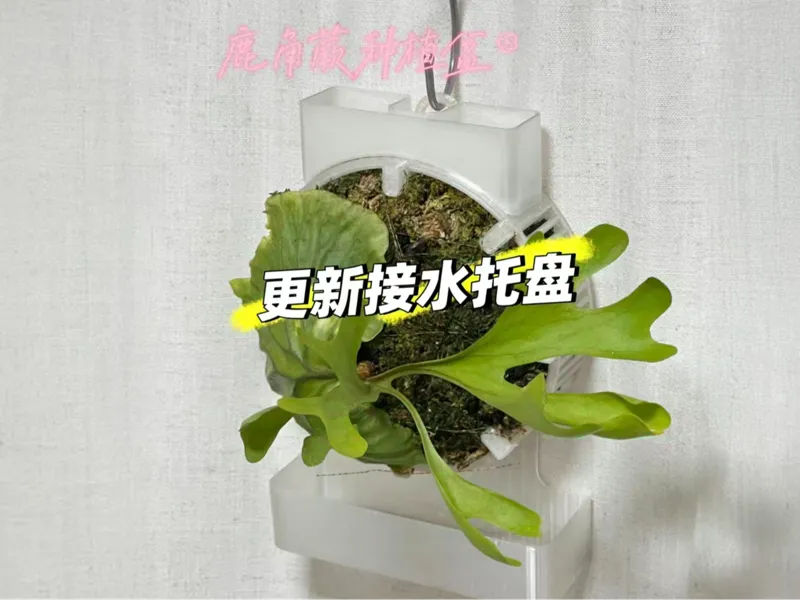 15cm鹿角蕨种植盆（带浇水/施肥神器）（更新接水托盘）