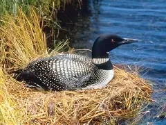 loon for building