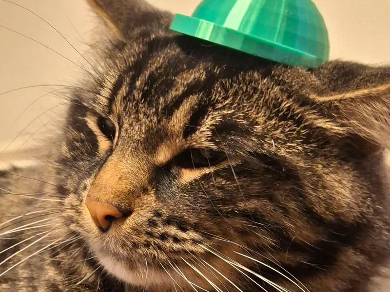 Cat Hat