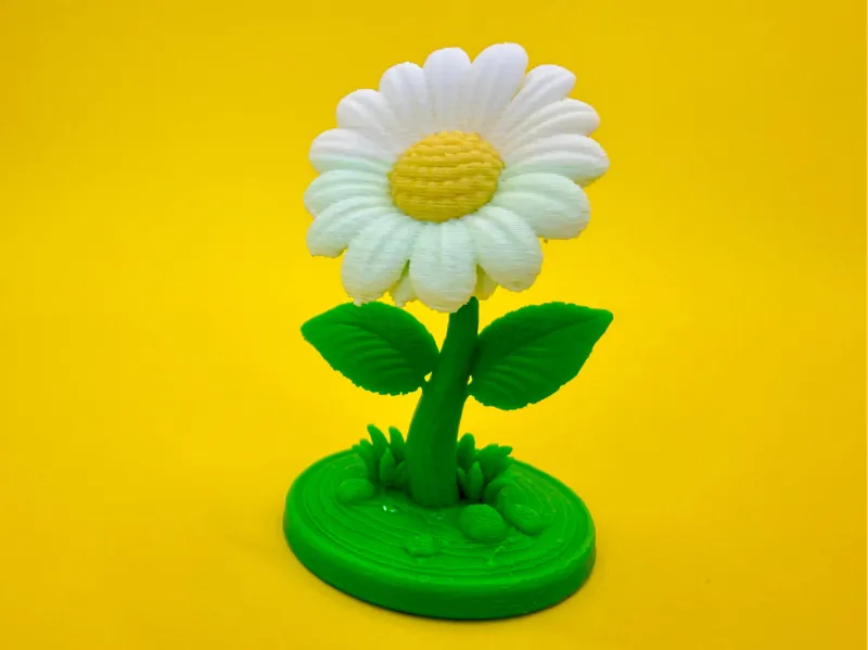 Daisy
