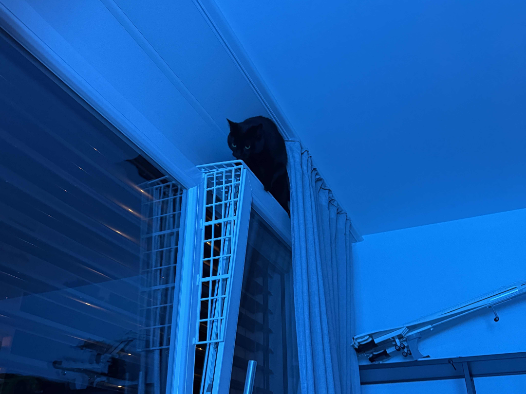 Cat-Proof Window Grille