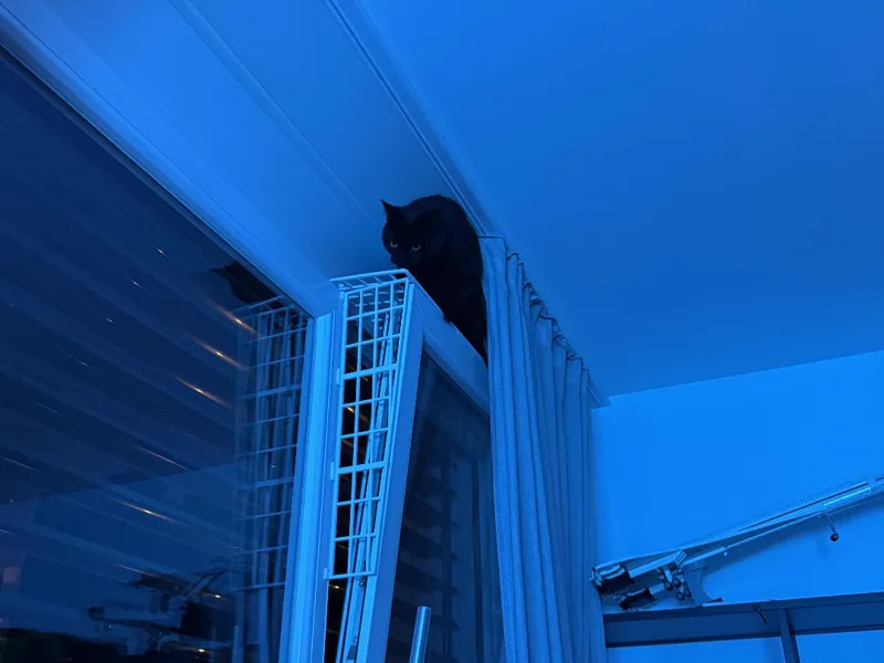 Cat-Proof Window Grille