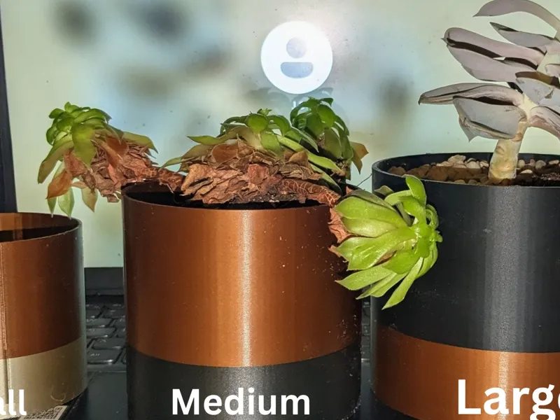 Fun succulent pots