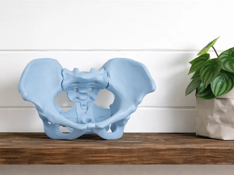 Pelvis with pelvic muscles