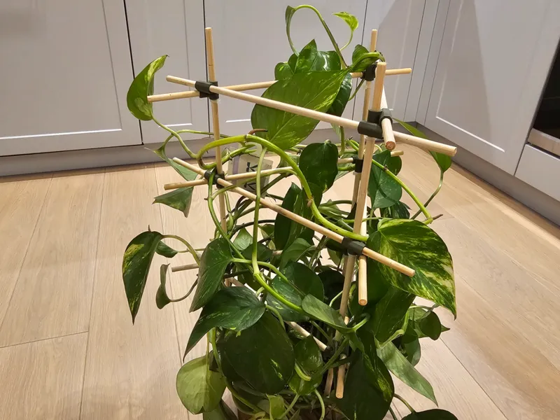 Modular Plant Support for Bamboo or Wooden Sticks