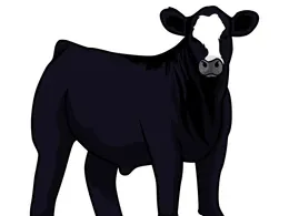 show steer