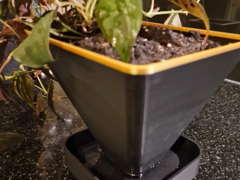 self watering plant