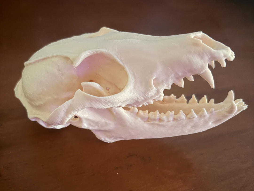 Ultra-Realistic Fox Skull (Easy Print)
