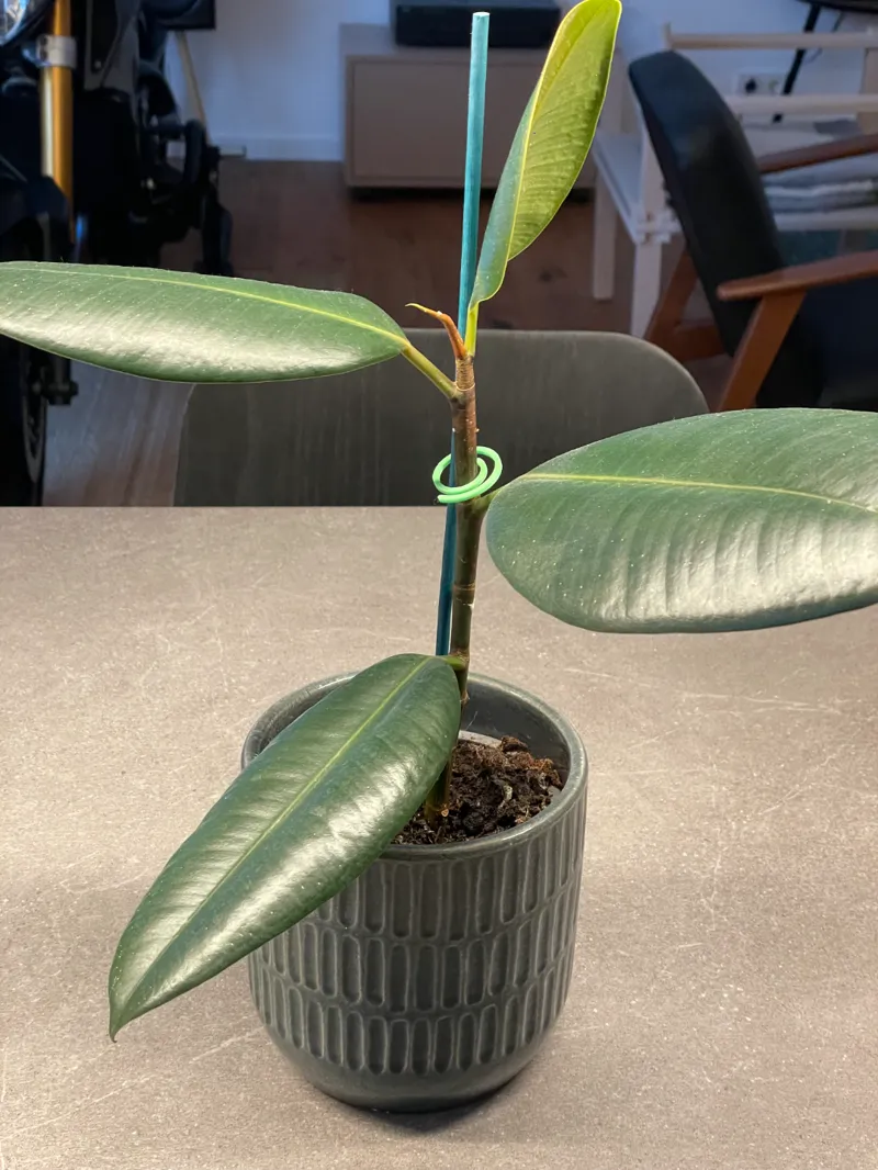 Plant Clip