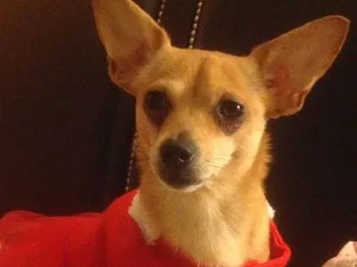 dog in dress