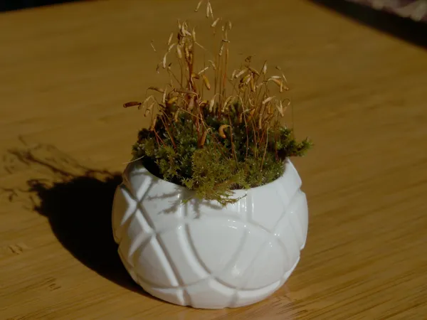 https://makerworld.bblmw.com/makerworld/model/USd3528a436de233/design/2024-07-06_c3cbba5b96aab.jpg