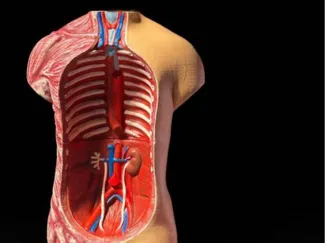 Anatomy Stady Model
