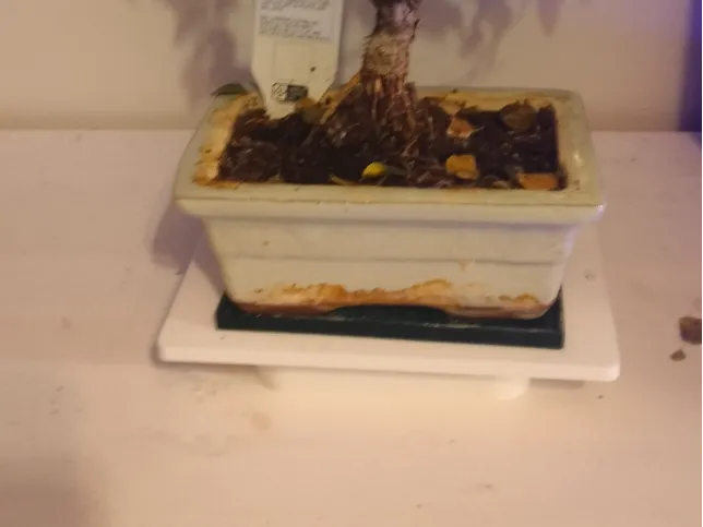 bonsai platter