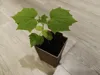 Seedling Tray 2x2 for 80mm Pots (PETG) - Complete Kit