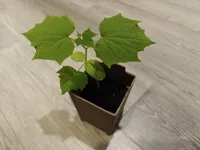 Seedling Tray 2x2 for 80mm Pots (PETG) - Complete Kit