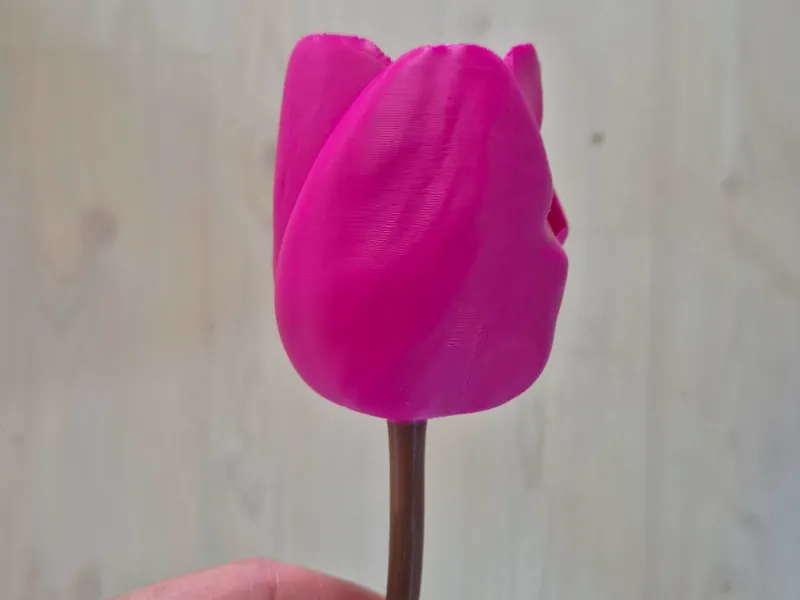 Tulip - for every home