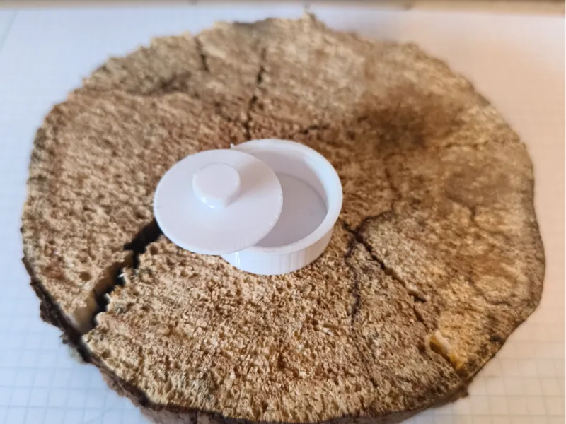 seed grow starter in a wet paper bowl