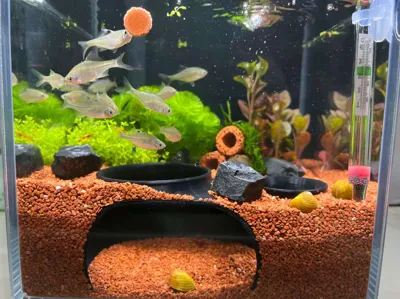 Corydoras hideout