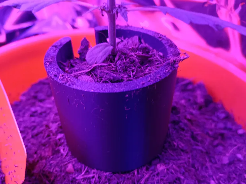 Plant Stem Support v3 (with spikes!)