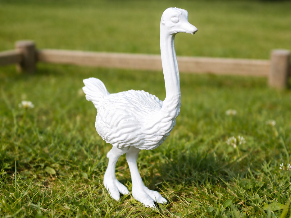 Common ostrich